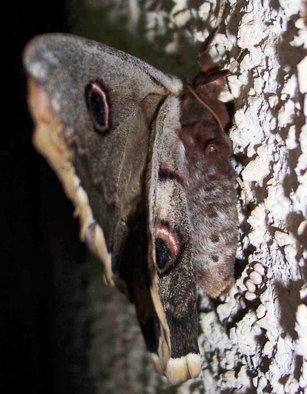 Saturnia pyri